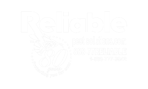 Reliable Pest Solutions